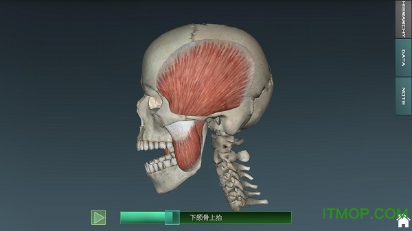 人体解剖学图集3d破解版