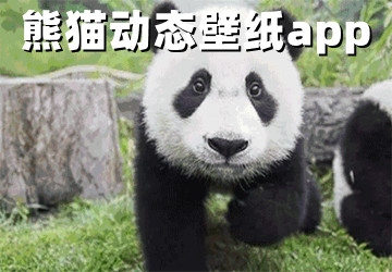 熊猫动态壁纸